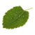 Mulberry leaf.png