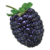 Mulberry.png